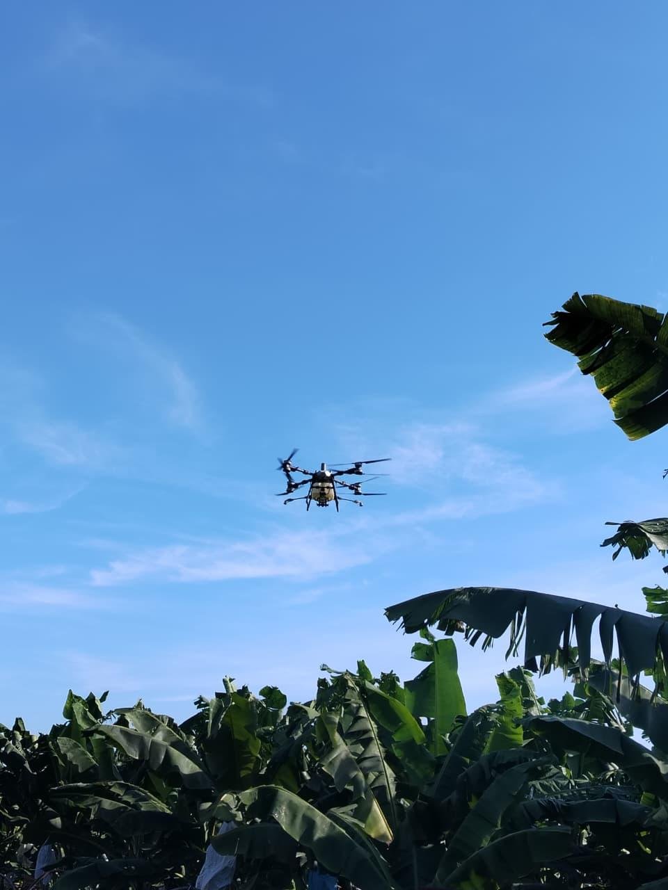 Dron realizando una aplicación aérea sobre una plantación de banano