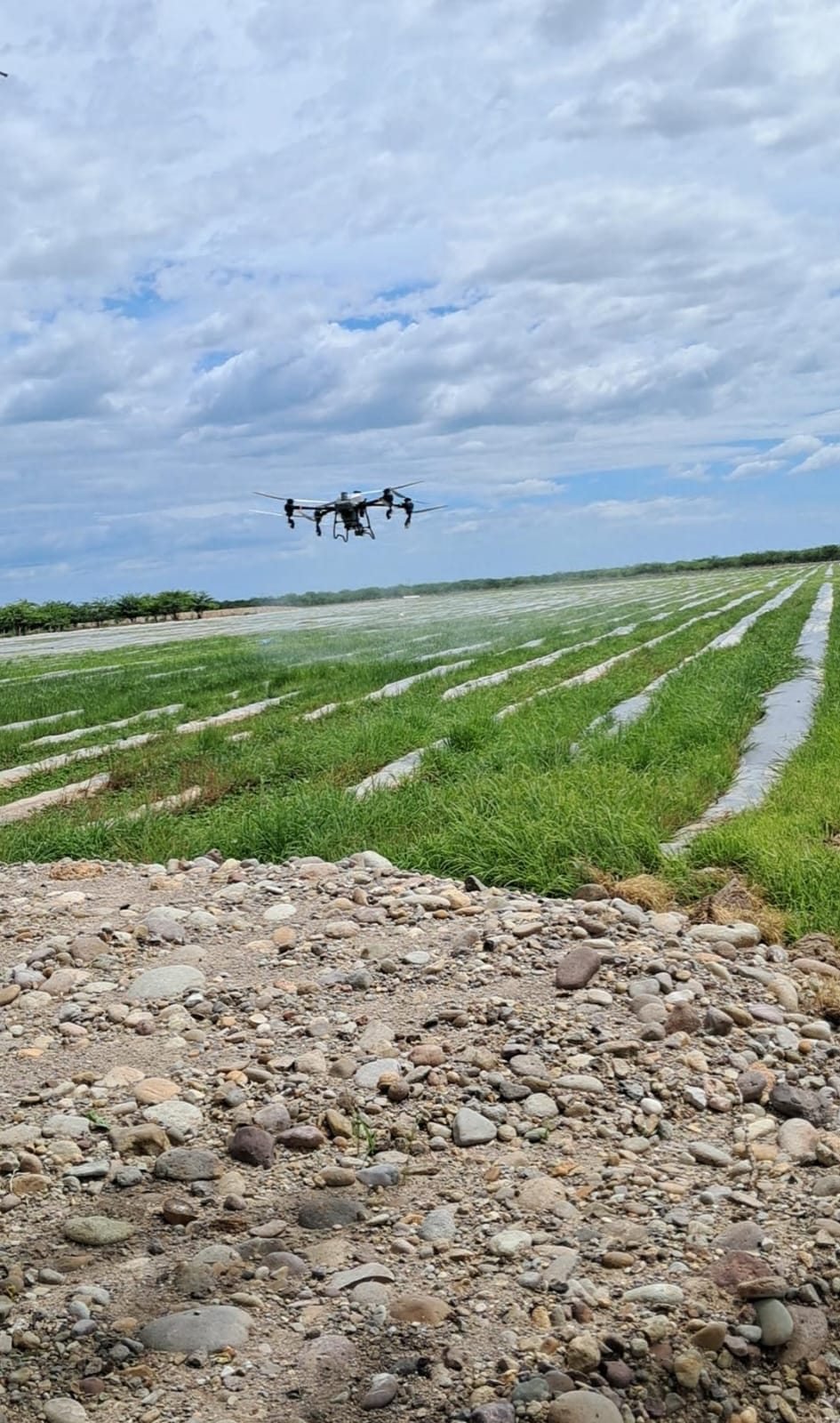 Dron agrícola realizando una aplicación sobre un cultivo en campo abierto