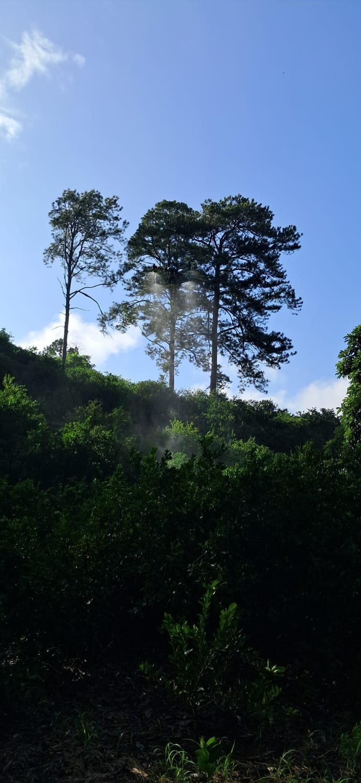 Aplicación aérea sobre un cultivo de limón en una ladera