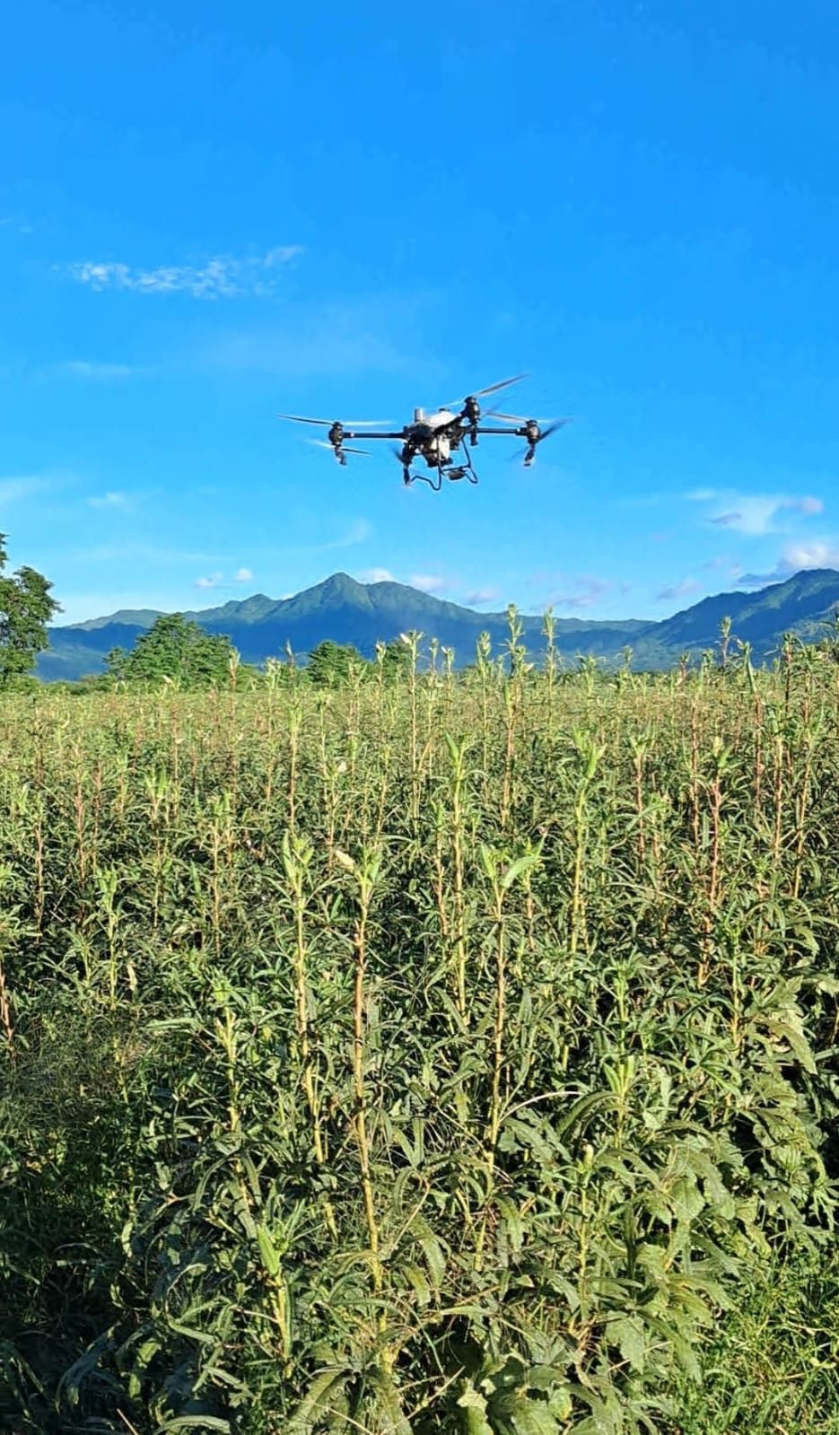 Dron agrícola en vuelo sobre un cultivo con montañas al fondo